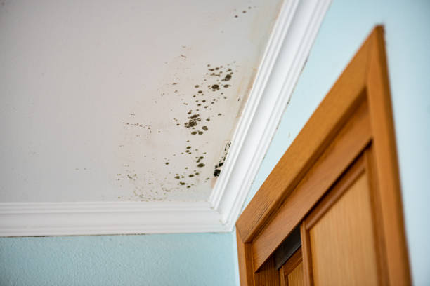 Best Mold Damage Restoration  in North Haledon, NJ